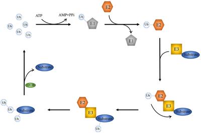 Deubiquitinating Enzyme: A Potential Secondary Checkpoint of Cancer Immunity